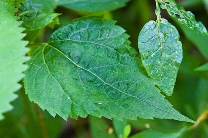 白蛇根草：自然中的优雅与隐秘的危险