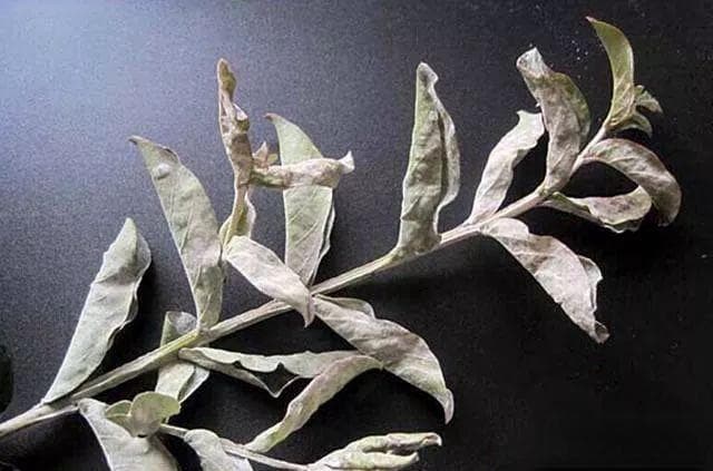 常见园林植物白粉病的发生与防治