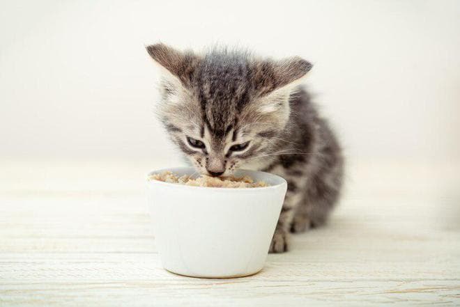 小猫什么时候断奶？小猫断奶后怎么帮助它换粮