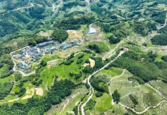 福建周宁：种一山好茶 做一叶精品 兴一方产业