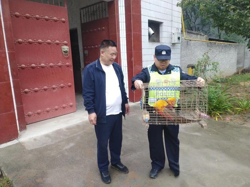 “人间凤凰”红腹锦鸡闯入居民家 周至警民联合暖心救助