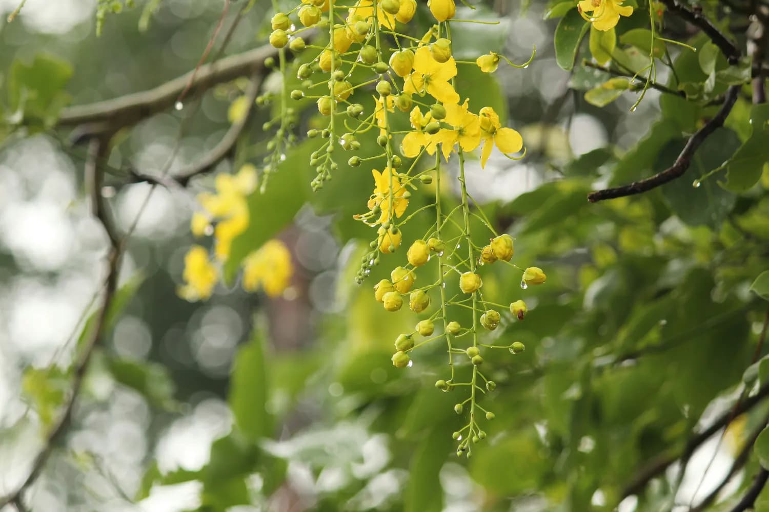 线叶金雀花：中医界的全能选手