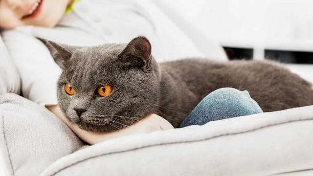 教导儿童如何照顾猫咪