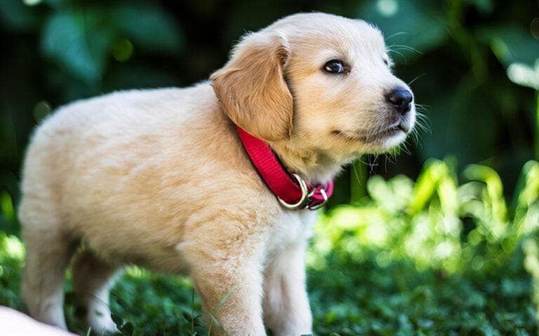 狗狗基本训练指南：6个关键步骤让爱犬听话