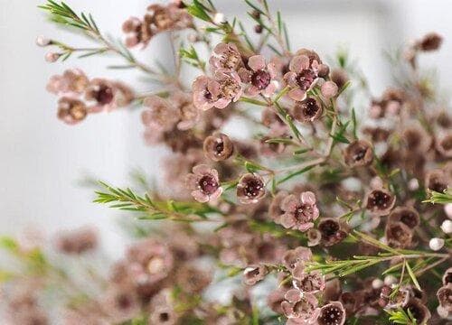 澳洲腊梅鲜切花怎么养护（水养澳洲腊梅可以养多久）