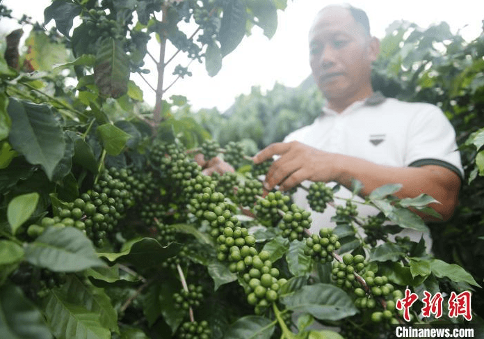 云南隆阳咖啡种植面积逾11万亩 助农增收赋能乡村振兴