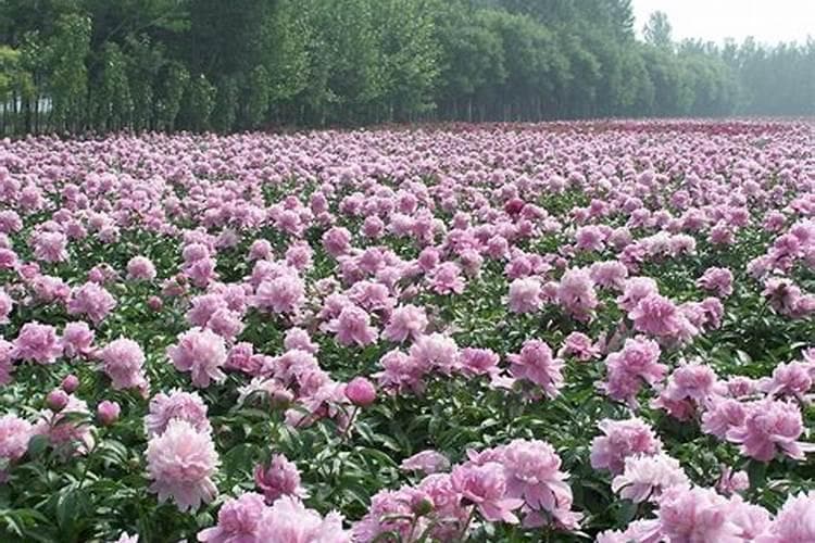 揭秘芍药种植的黄金法则：技术要点全解析