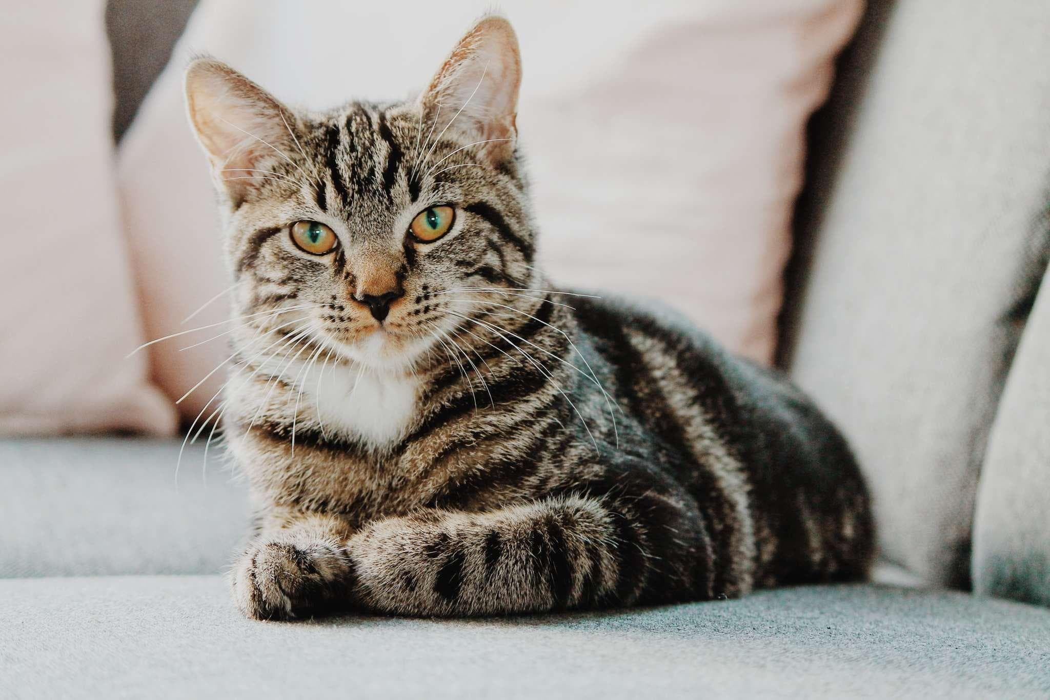 猫鼻支是什么