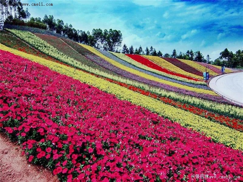 秋冬季节时令花卉，给你一片美丽花海