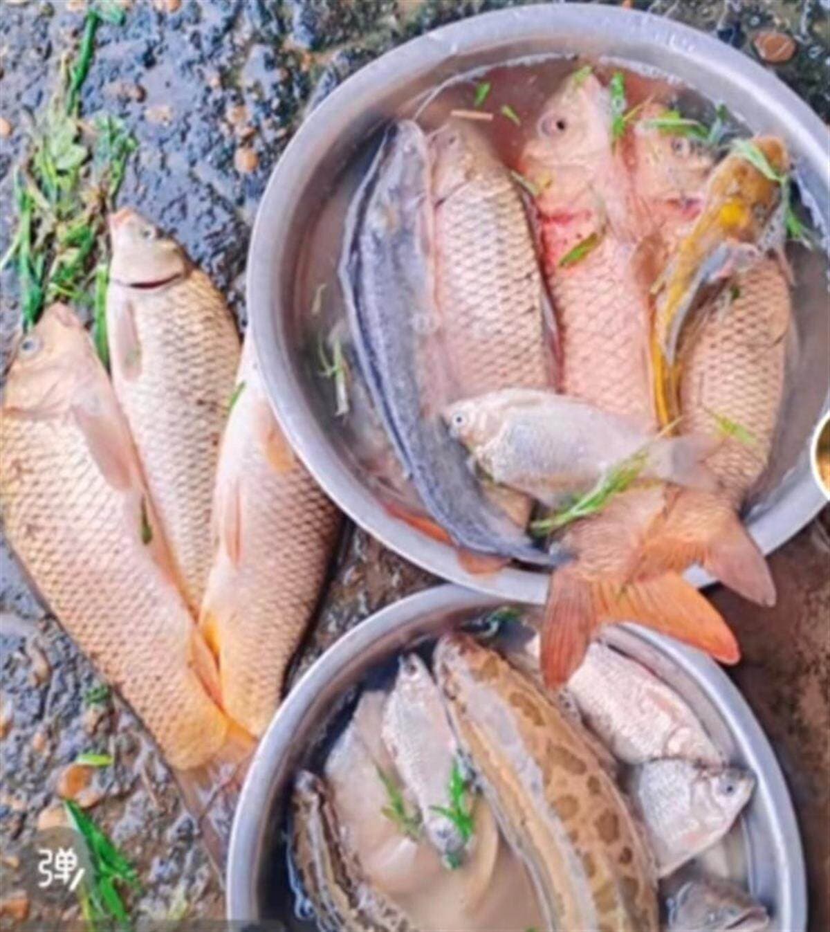 鄱阳湖退水大量鱼搁浅 渔政提醒：不建议捡