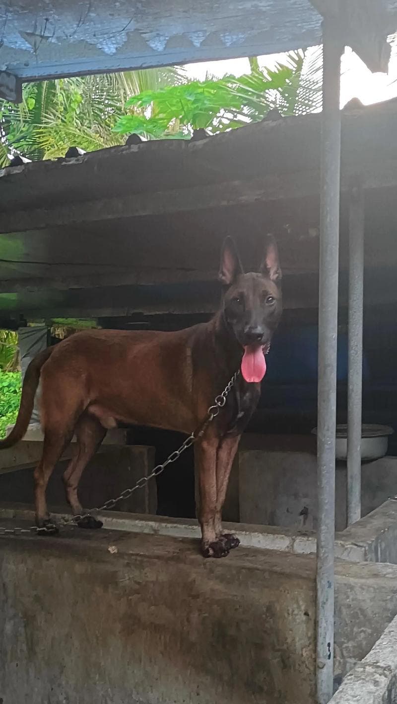 为什么很少人养罗威纳犬？全面解析罗威纳犬的养育难题与应对之道