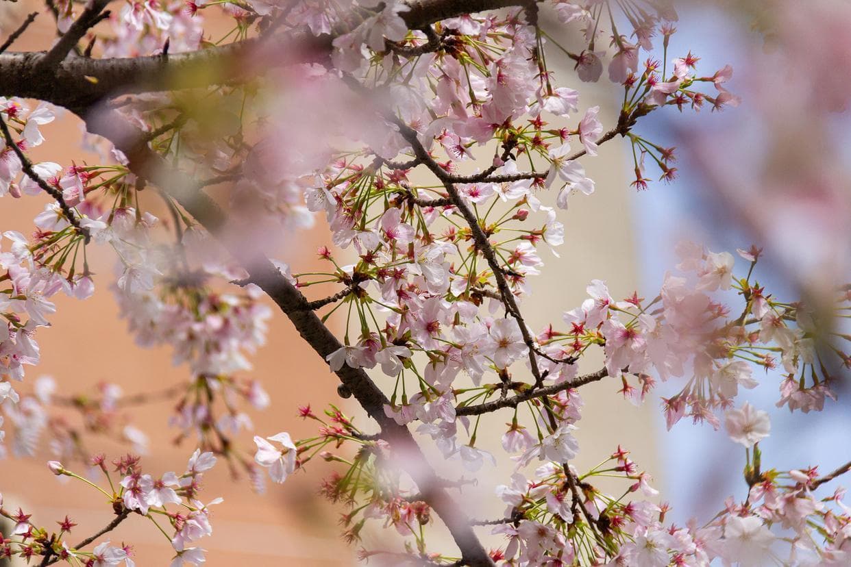 日本国花到底是菊花还是樱花