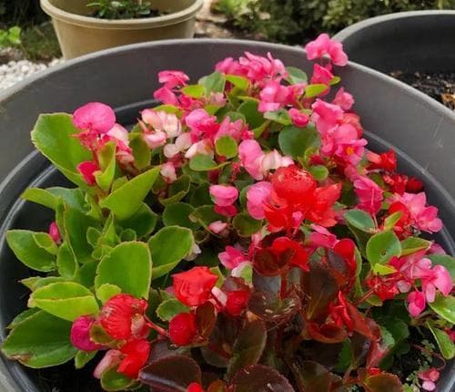 北美海棠的花期与生长习性（探秘北美海棠的开花时期及栽培技巧）