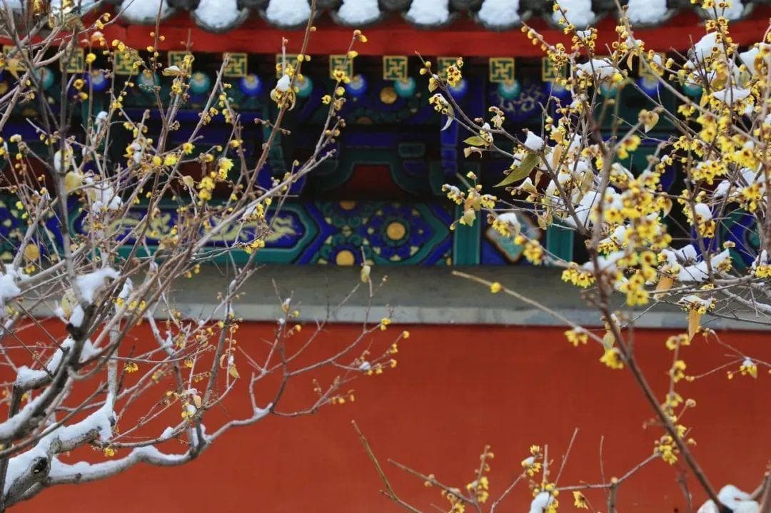 【飞花令】诗词中的“腊梅”