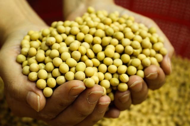 大豆种植技术全解析：从基础信息到价值用途