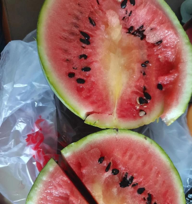 西瓜成熟时间掌握要点（什么时候采摘最佳？如何判断瓜熟？了解西瓜成熟的基本规律）