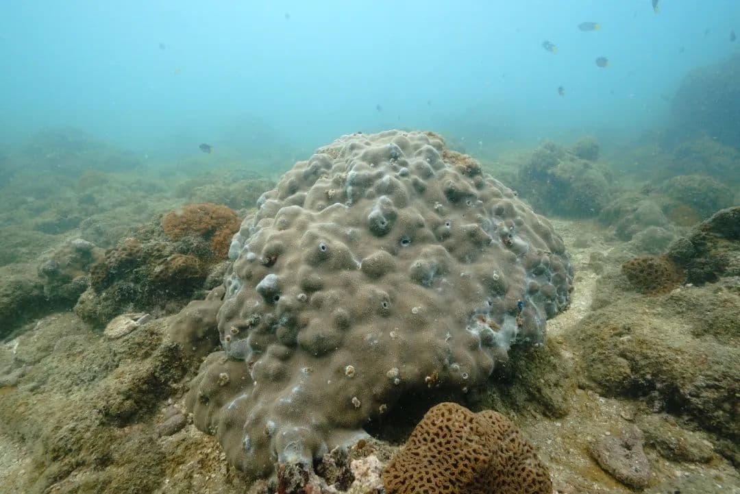 摸清北部湾的珊瑚家底！从245种石珊瑚看生态多样性