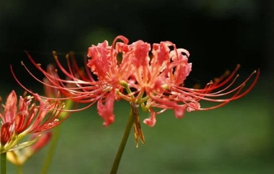 彼岸花什么时候开花？几月份开花？