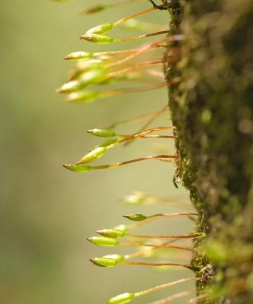 苔藓——古老而神奇的植物世界（探秘苔藓的生态、分布和功用）