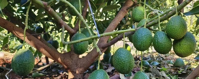 从种子到果实：牛油果家庭种植与保存指南