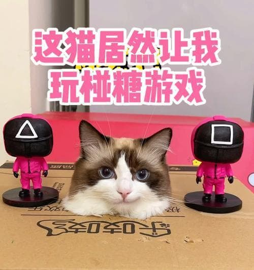 与猫咪玩乐，享受宠物生活（15种有趣的猫咪游戏）