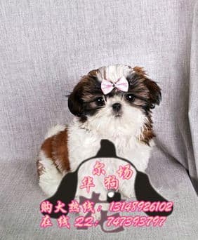 科学喂养，关注西施犬健康