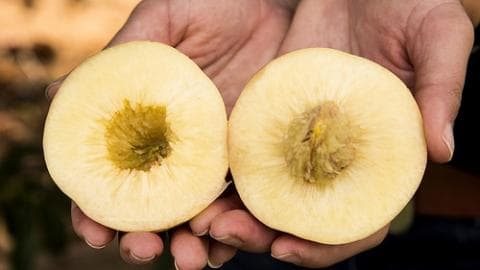 美国研发新品种白肉油桃——艾菲（Effie）