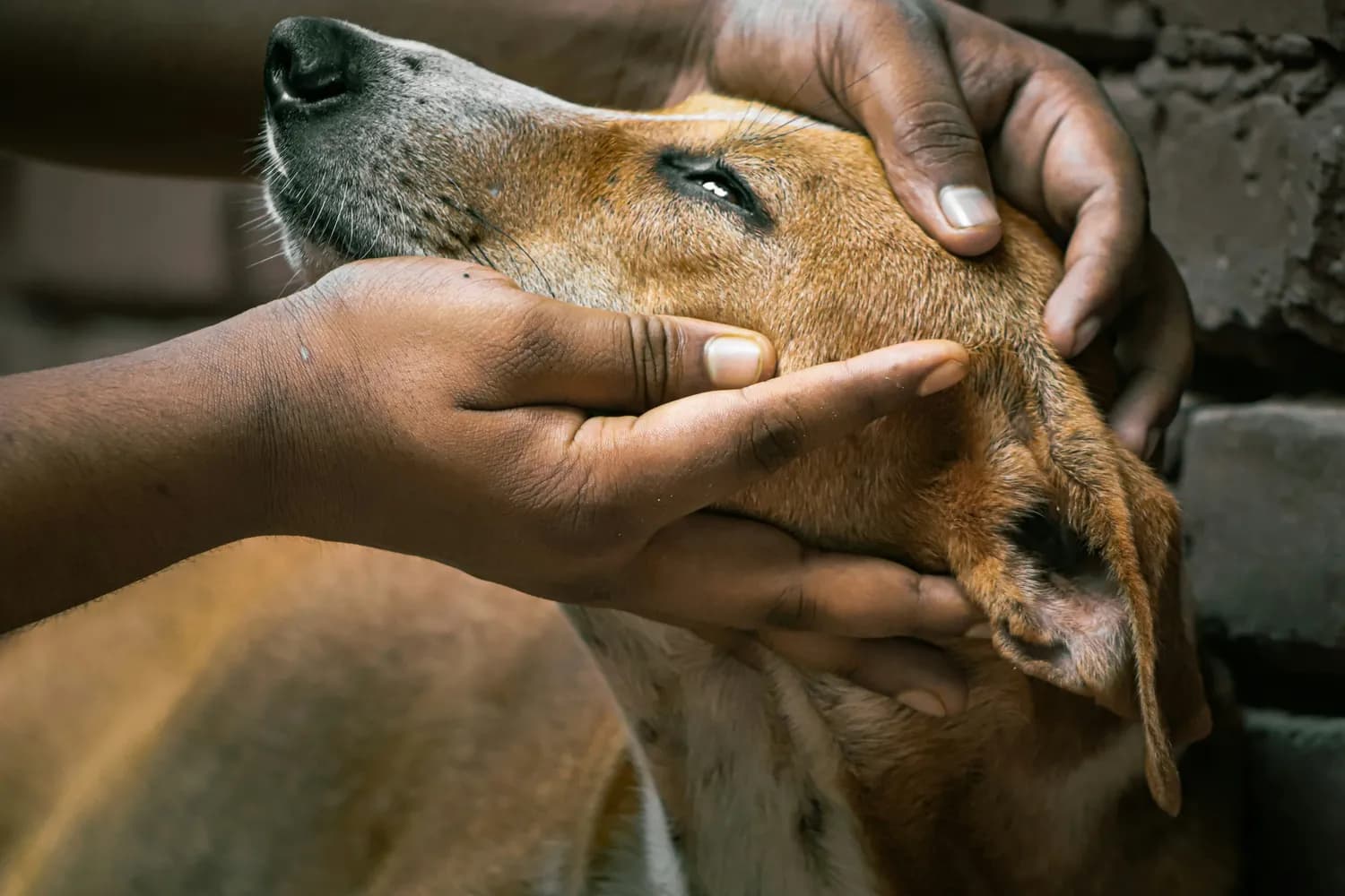 “同一健康”助力东南亚狂犬病防控：跨学科合作的典范