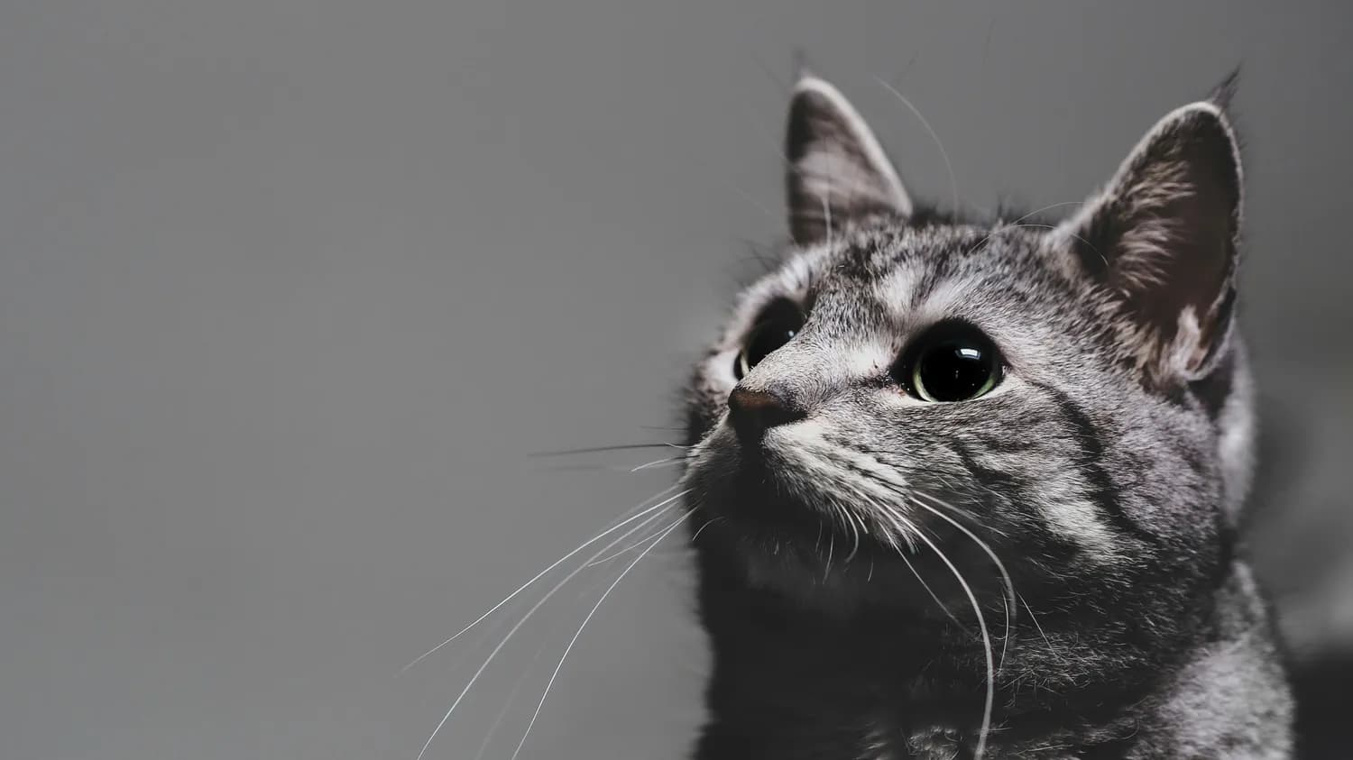 猫咪胡须的秘密：不只是“装饰”，更是“多功能工具”！