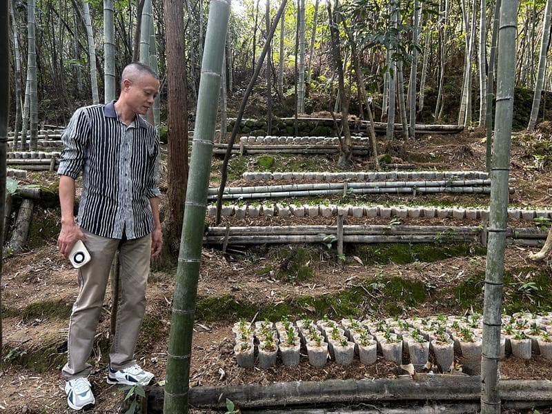 福建禾旭农业：科技赋能金线莲，打造中草药全程追溯体系
