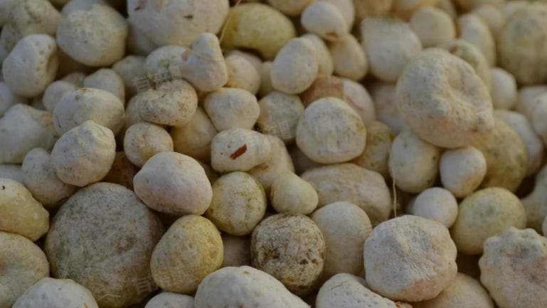 半夏和附子可以一起用吗