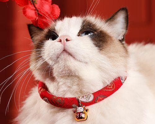 家养猫咪长跳蚤的原因是什么？如何有效预防和处理？