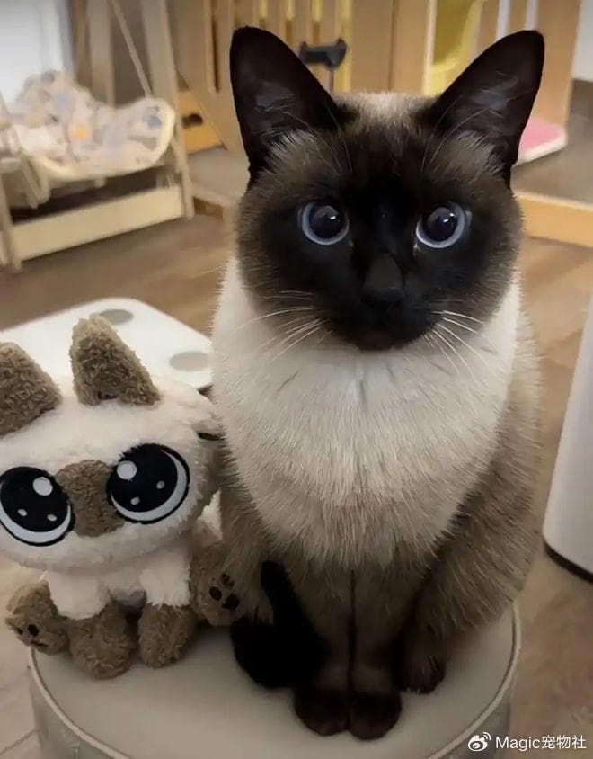 猫咪智商鉴定术：6个天才行为，你家主子中了几条？