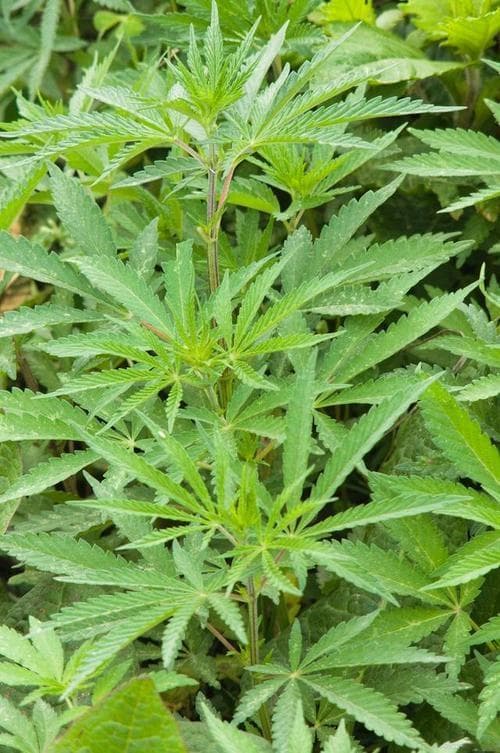 脱力草和仙鹤草：两种传统草药的传奇故事
