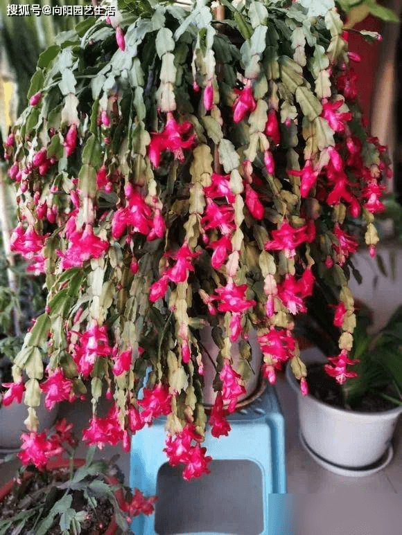 蟹爪兰为什么要嫁接？嫁接有什么好处？开花多，花期长！