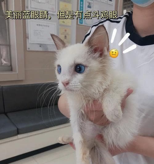 布偶猫绝育时间的选择（关于雄性布偶猫绝育的必要性及最佳年龄）