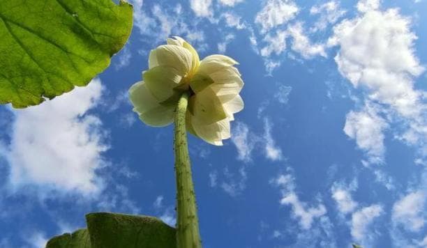 雪莲花的生长环境条件及特点（高海拔、寒冷气候、珍贵药材、生态保护）