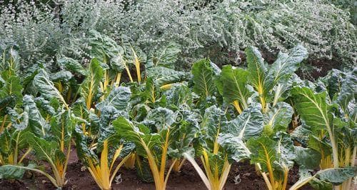 甜菜：营养与种植全攻略