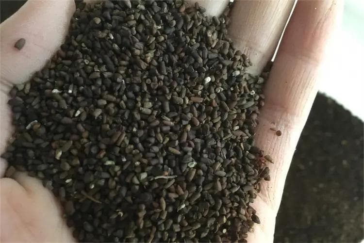 郁金香：从土耳其到荷兰的花卉传奇