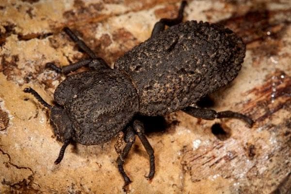 揭秘恶魔铁甲虫：体长仅1cm却能承受350万公斤压力的神奇生物