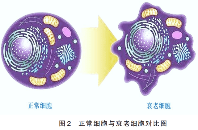 专家解读：衰老细胞为何会出现核体积增大现象？