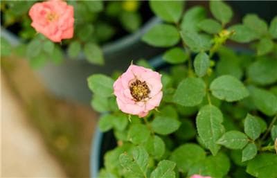月季花种植技术：从土壤到光照的全方位指南