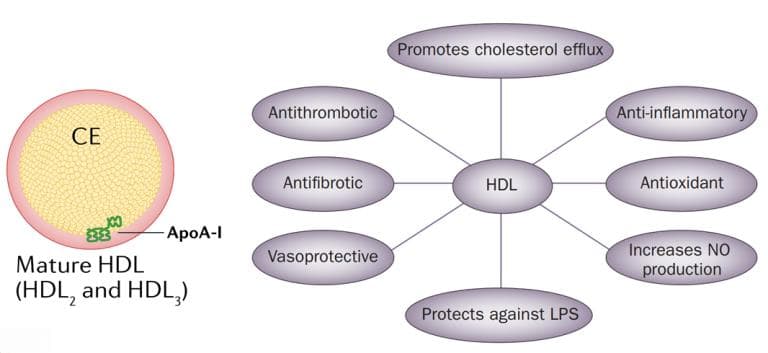 最新研究揭示：HDL颗粒特征与心力衰竭风险的新关联