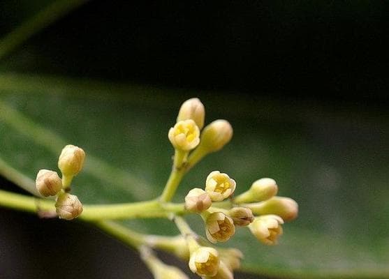 花叶芒的生长环境与栽培管理