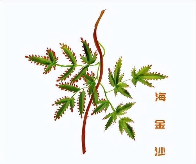 不是沙子却形似金沙的中药：海金沙
