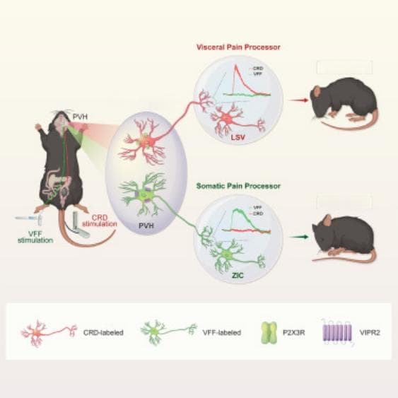 Neuron｜下丘脑室旁核的“双重人格”：如何区分内脏疼痛和体表疼痛