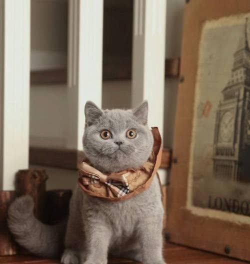 养一只英短蓝猫需要花多少钱？（分析养猫的过程和花费）