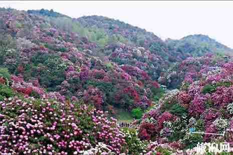 奉化金峨山杜鹃花赏花指南：地点+交通