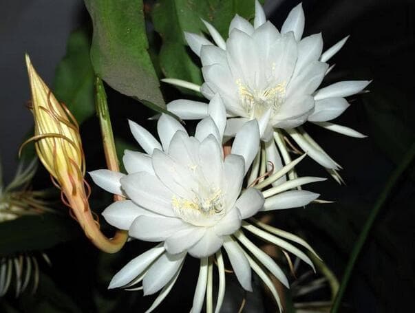 昙花的花语和象征意义 耐不耐寒