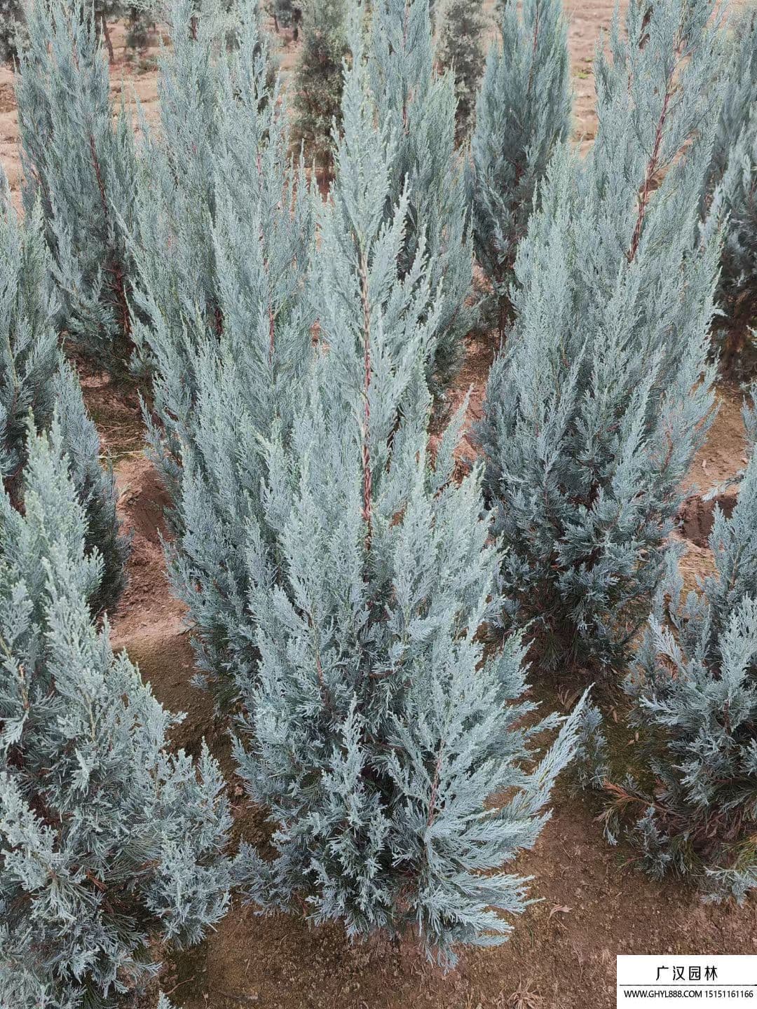 落基山圆柏种植方法